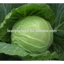 MC531 YR Dark green rough hybrid cabbage seeds company